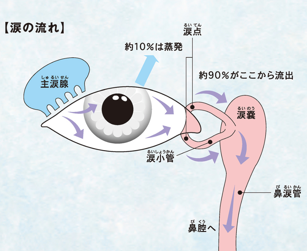 涙道の病気 「涙道閉塞症(鼻涙管閉塞症)・涙嚢炎」|ふくおか眼科クリニック 中野